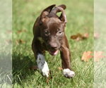Small Photo #7 Chocolate Labrador retriever-Pointer Mix Puppy For Sale in Mechanicsburg, PA, USA