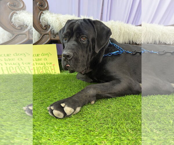 Medium Photo #4 Mutt Puppy For Sale in Goodyear, AZ, USA