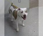 Small American Pit Bull Terrier Mix