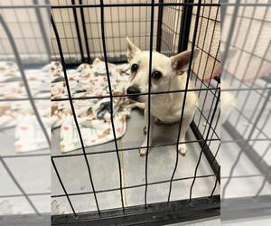 Chihuahua-Unknown Mix Dogs for adoption in Sugar Land, TX, USA