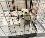 Small Chihuahua Mix