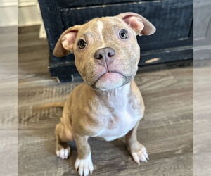 American Staffordshire Terrier-Unknown Mix Dogs for adoption in Newfield, NJ, USA