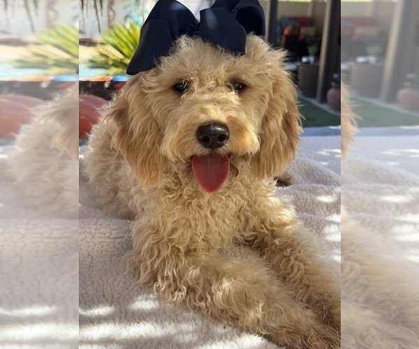 Medium Photo #5 Goldendoodle mix (+ Poodle Miniature) Puppy For Sale in MENIFEE, CA, USA
