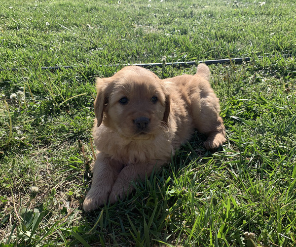 Medium Photo #2 Golden Retriever Puppy For Sale in CLEVER, MO, USA
