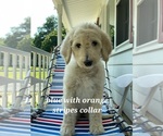 Small Photo #5 Goldendoodle Puppy For Sale in ARNOLD, MD, USA