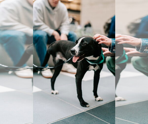 Medium Photo #7 Mutt Puppy For Sale in Oakhurst, NJ, USA