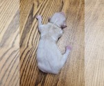 Small Photo #4 Golden Retriever Puppy For Sale in AIKEN, SC, USA