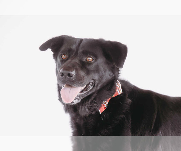 Medium Photo #4 Labrador Retriever-Unknown Mix Puppy For Sale in Princeton, MN, USA