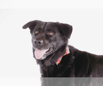 Small #3 Labrador Retriever Mix