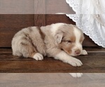 Small Photo #12 Australian Shepherd Puppy For Sale in JEROMESVILLE, OH, USA