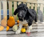 Small Photo #7 Goldendoodle-Poodle (Standard) Mix Puppy For Sale in CLARE, IL, USA