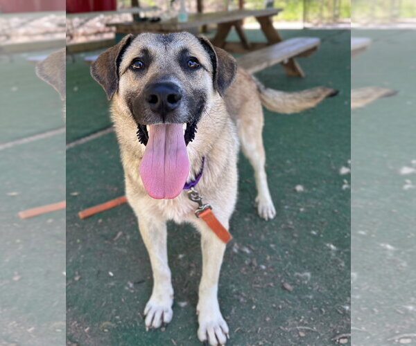 Medium Photo #3 Anatolian Shepherd-Unknown Mix Puppy For Sale in Clarkesville, GA, USA