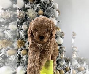 Goldendoodle (Miniature) Puppy for sale in SPRINGFIELD, KY, USA