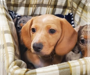 Dachshund Puppy for sale in ALTOONA, PA, USA