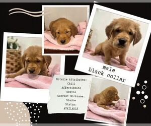 Golden Retriever Puppy for sale in FRESNO, CA, USA