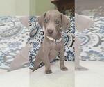 Puppy Winnie Weimaraner