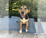 Small #3 Mutt