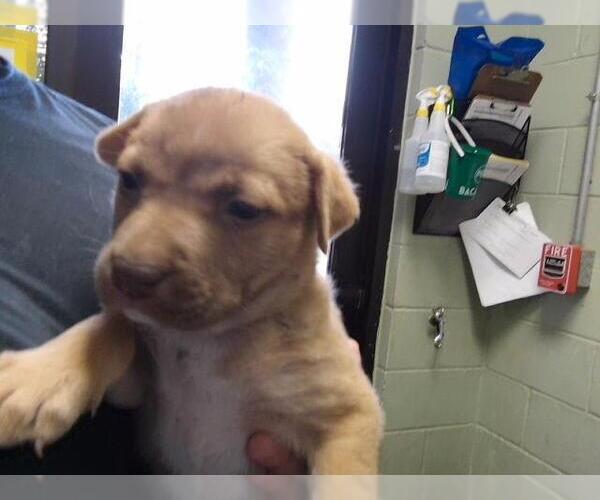 Medium Photo #1 Mutt Puppy For Sale in Tulsa, OK, USA