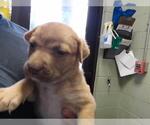 Small Mutt
