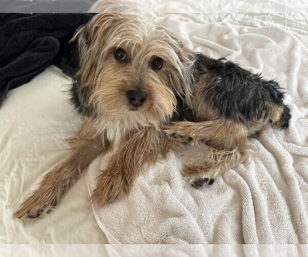 Medium Photo #1 Mutt Puppy For Sale in Candler, NC, USA