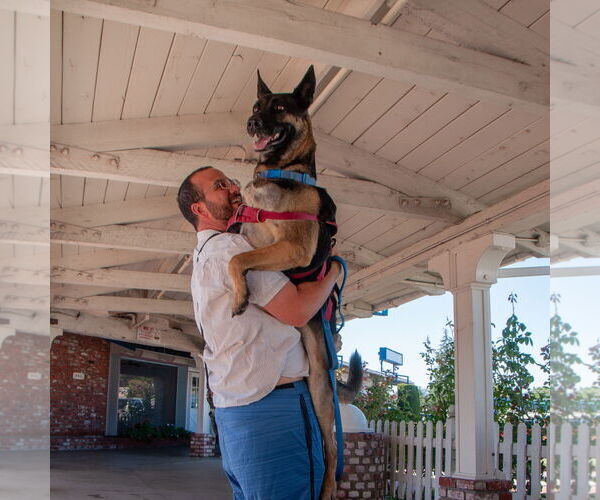 Medium Photo #4 German Shepherd Dog-Unknown Mix Puppy For Sale in San Jose, CA, USA