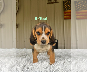Beagle Puppy for sale in MADISON, IN, USA