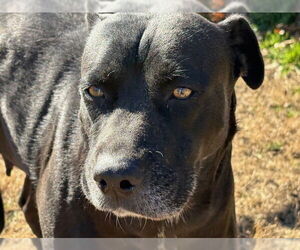 Labrador Retriever-Unknown Mix Dogs for adoption in Tulsa, OK, USA