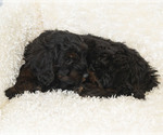 Small Photo #22 Goldendoodle Puppy For Sale in TOPEKA, KS, USA