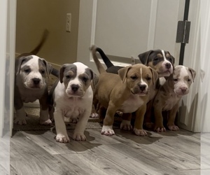 American Bully Puppy for sale in SURPRISE, AZ, USA