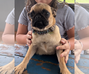 Pug-Unknown Mix Dogs for adoption in Decatur, GA, USA