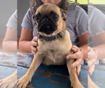 Gertie - Female Pug-Unknown Mix Dog for Adoption - Small photo