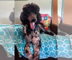 Small #9 Poodle (Standard)