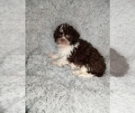 Small Photo #4 Shih-Poo Puppy For Sale in INDIANAPOLIS, IN, USA
