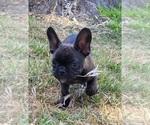 Small #19 French Bulldog