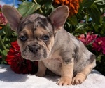 Small #13 French Bulldog