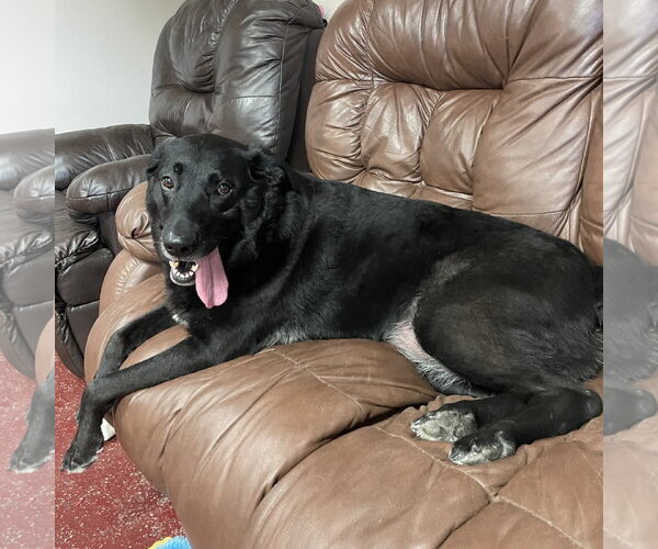 Medium Photo #4 Labrador Retriever Puppy For Sale in Fargo, ND, USA
