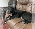 Small #3 Labrador Retriever