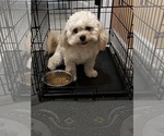 Small Photo #1 YorkiePoo Puppy For Sale in FAYETTEVILLE, NC, USA