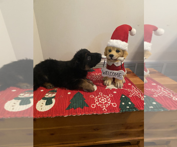 Medium Photo #1 German Shepherd Dog Puppy For Sale in DOUGLASVILLE, GA, USA