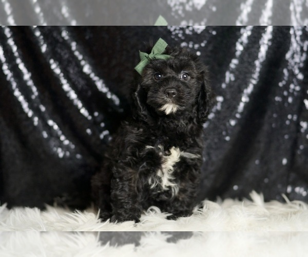 Medium Photo #99 Cavapoo Puppy For Sale in WARSAW, IN, USA