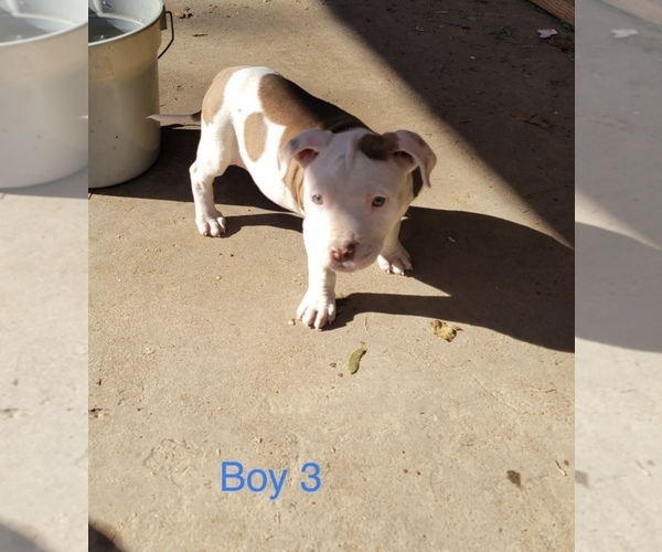 Medium Photo #1 American Pit Bull Terrier Puppy For Sale in DALLAS, TX, USA