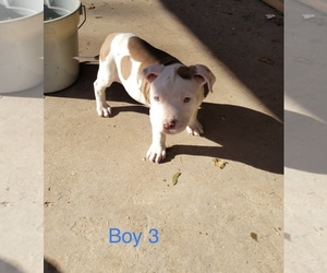 American Pit Bull Terrier Puppy for sale in DALLAS, TX, USA