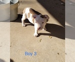Small Photo #1 American Pit Bull Terrier Puppy For Sale in DALLAS, TX, USA