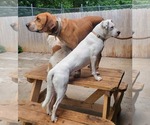 Small #4 Boxer Mix