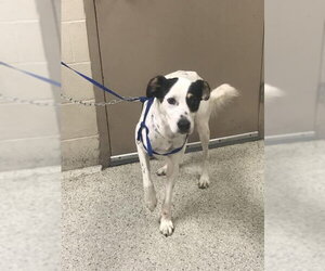 Border Collie Dogs for adoption in Conroe, TX, USA