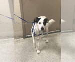 Small Border Collie
