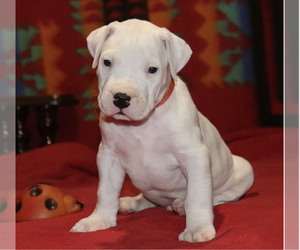 Dogo Argentino Puppy for sale in AURORA, CO, USA