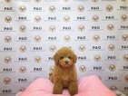 Small Photo #1 Maltese-Poodle (Toy) Mix Puppy For Sale in TEMPLE CITY, CA, USA