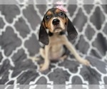 Small #1 Black Mouth Cur-Treeing Walker Coonhound Mix