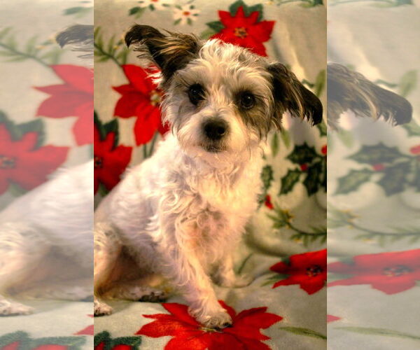 Medium Photo #14 Shih Tzu-Unknown Mix Puppy For Sale in Boonton, NJ, USA